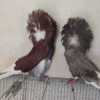 شامپیون