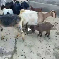 فروش ۶ بز با ۷ بزغاله یکی از بز ها دوتا زاییده