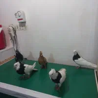 کبوتر دم سفید طوقی|پرنده|کارون, |دیوار