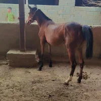 کره اسب مادیان