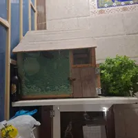 مرغ عشق و عروس هلندی همراه قفس ها|پرنده|سراوان, |دیوار