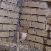 ،شهری  سرور زرد