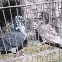 کبوتر کاشونی ساعتی|پرنده|جم, |دیوار