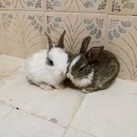 خرگوش های استثنایی و زیبا|موش و خرگوش|اهواز, کیانپارس |دیوار