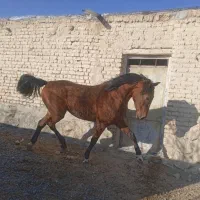 نریان دره شور