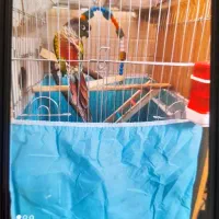 جفت گیرینجیک درجه یک