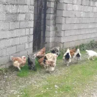 مرغ و خروس محلی