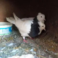 کفتر طوقی دم تخم|پرنده|گرگان, |دیوار