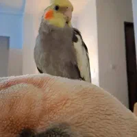 عروس هلندی گم شده هرکس پیداش کرد پاداشی داده میشود