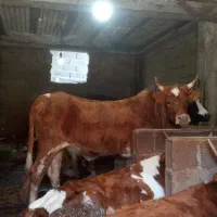 گاو محلی جوان|حیوانات مزرعه|رحیم‌آباد, |دیوار