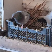 کبوتر پلاکی|پرنده|اهواز, فرهنگ شهر|دیوار