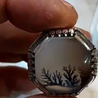 فروش شجر زیبارکاب هما