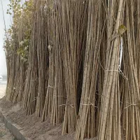 نهالستان صنوبر و گردو و بادام