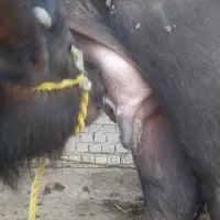 گاومیش شکم دوم|حیوانات مزرعه|سوسنگرد, |دیوار