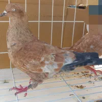 کبوتر کله ای   نر