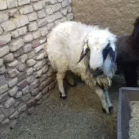 بره نر|حیوانات مزرعه|مهریز, |دیوار