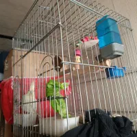 عروس هلندی لوتینو باتخم وقفس