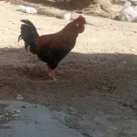 خروس|حیوانات مزرعه|خرمشهر, |دیوار