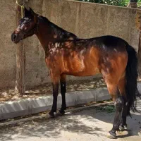 اسب مادیون کرد|اسب و تجهیزات اسبسواری|شریفآباد, |دیوار