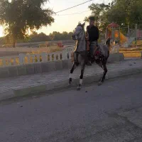 مادیون بیداق