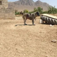 سگ گله ای|حیوانات مزرعه|اصفهان, سرشبادران|دیوار