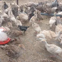 جوجه بوقلمون ۱ماهه تا ۳ماهه