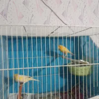 قناری جفت|پرنده|مشهد, رضاییه|دیوار