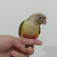 گرینچیک نر اناناسی 70 روزه فول اهلی و دونخور