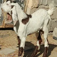 چپش گلابی و بز آبستن نزدیک|حیوانات مزرعه|جیرفت, |دیوار