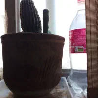 گلهای آپرتمانی|گل و گیاه طبیعی|یزد, |دیوار