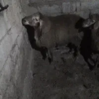 بره نر یک جفت