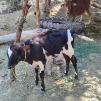 گاو ماده شیری با گوساله