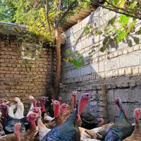 بوقلمون بوربون و قوغاز