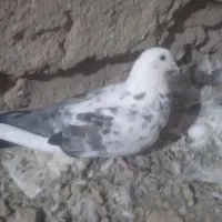 کفتر سار سبز