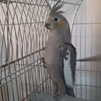 عروس هلندی نر|پرنده|پاکدشت, پاکدشت (مامازند)|دیوار