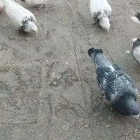 کفتر نر و ماده|پرنده|نیشابور, شهرک اندیشه|دیوار