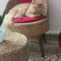 گربه خانگی