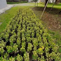 شمشاد طلایی،شمشاد توپی و یاس هلندی