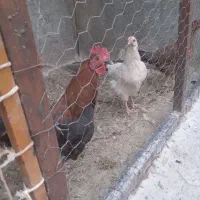 خروس|حیوانات مزرعه|سرپل ذهاب, |دیوار