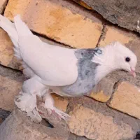 طوقی|پرنده|تیران, |دیوار