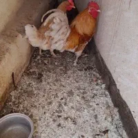 جوجه
