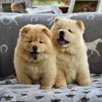 سگ توله چاوچاو . چاو چاو 65 روز سفید کرم نباتی