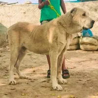 سگ / آلابای/ افغان/خراسانی