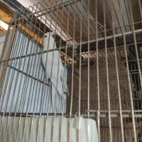 جفت عروس هلندی مولد با جوجه