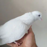 کببوتر نر سفید