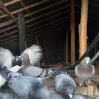 کبوتر فروشی