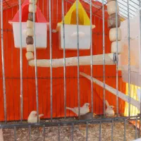 دو جفت فنچ زبرا مولد کارداده جوان|پرنده|تربت‌حیدریه, کاشانی|دیوار