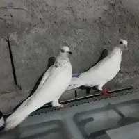 کفتر پرشی|پرنده|میناب, |دیوار