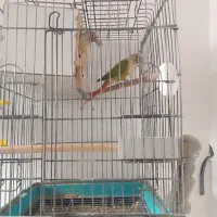 جفت گرین چیک مولد