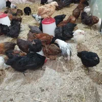 جوجه مرغ محلی تخم گذار ۲ماهه